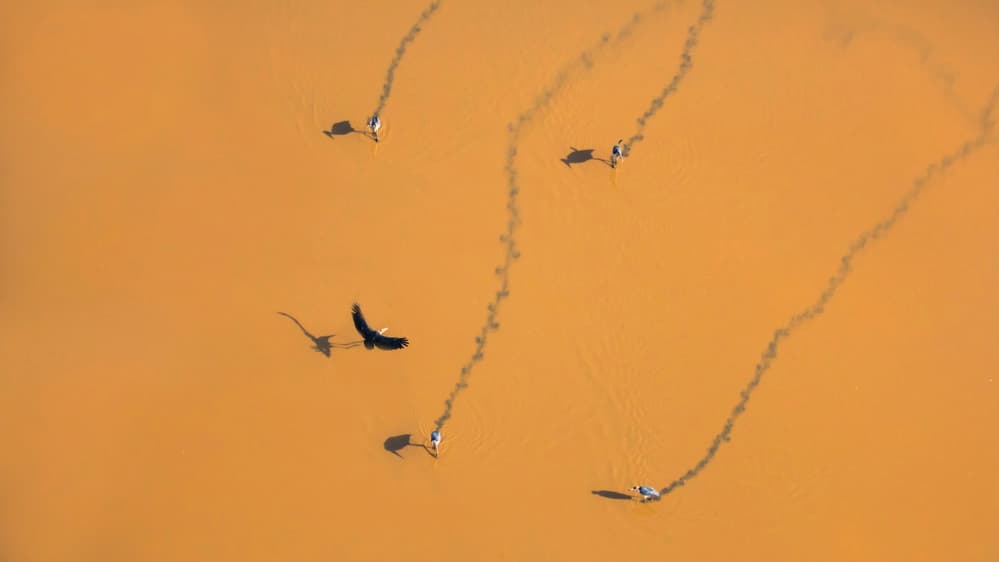Birds and Long Shadows by Phillip Chang — canvas wall art