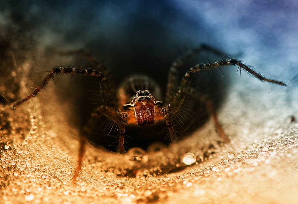 Spider Trap Hole by Abdul Gapur Dayak — canvas wall art
