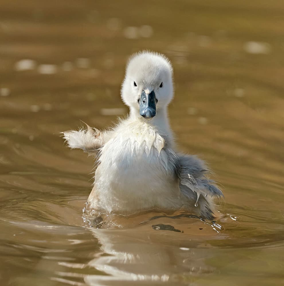 Curious Baby Swan by Stuart Williams — canvas wall art