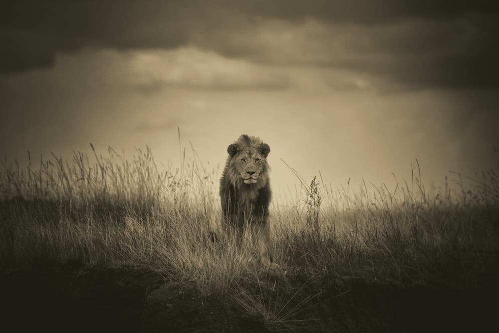King of the Plains by Mohammed Alnaser — canvas wall art