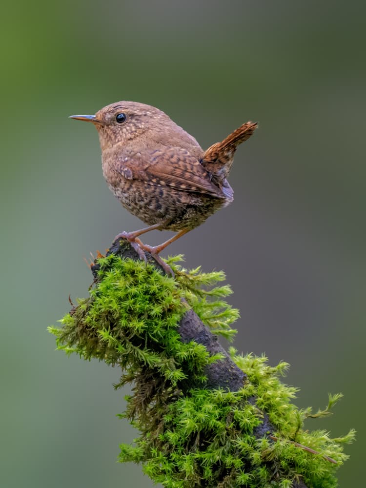 Wren on Mossy Branch by Jacob (Jian) Xu — canvas wall art