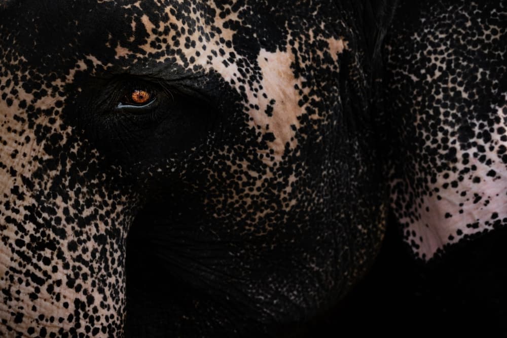 Soulful Elephant Eye by Marco Tagliarino — canvas wall art