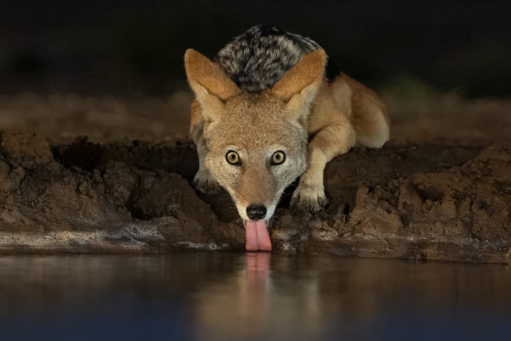 Thirsty Jackal At Night by Renee Doyle — canvas wall art