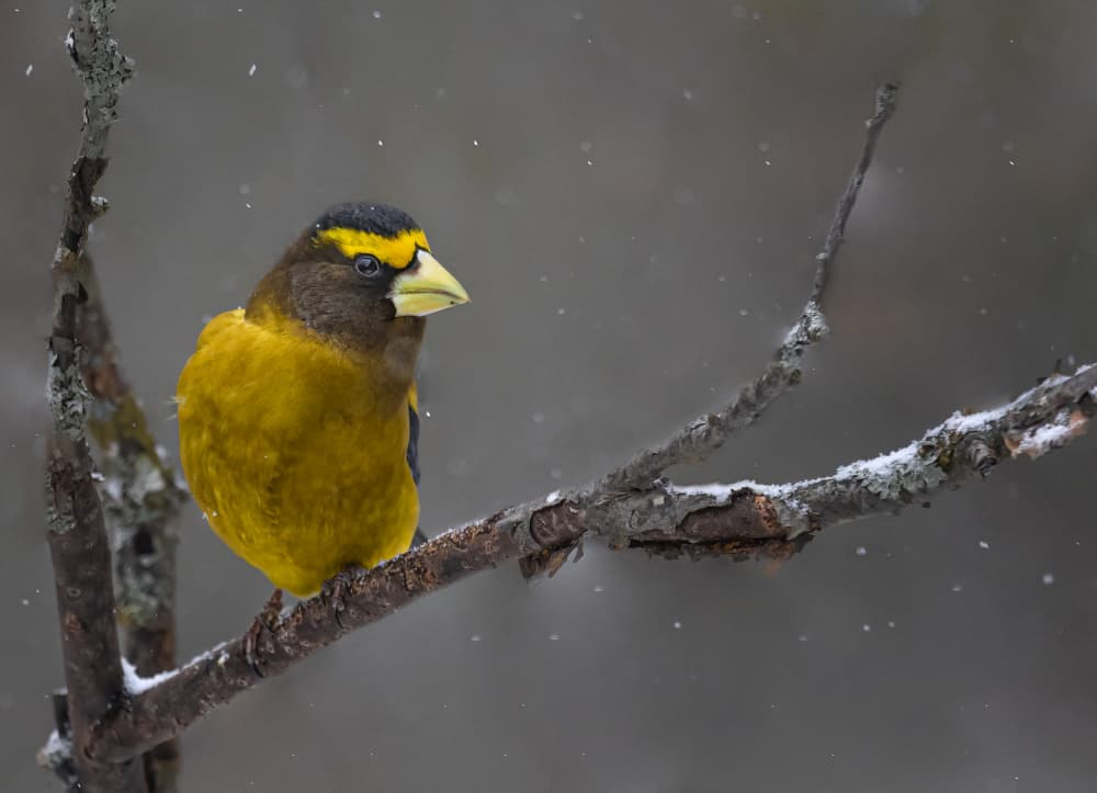 Golden Bird In Snow by Molly Fu APA — canvas wall art