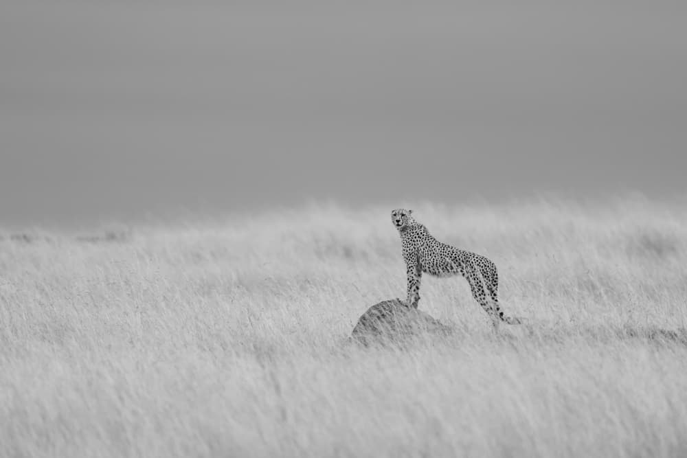 Cheetah On Savanna Rock by Rajat Dhesi — canvas wall art