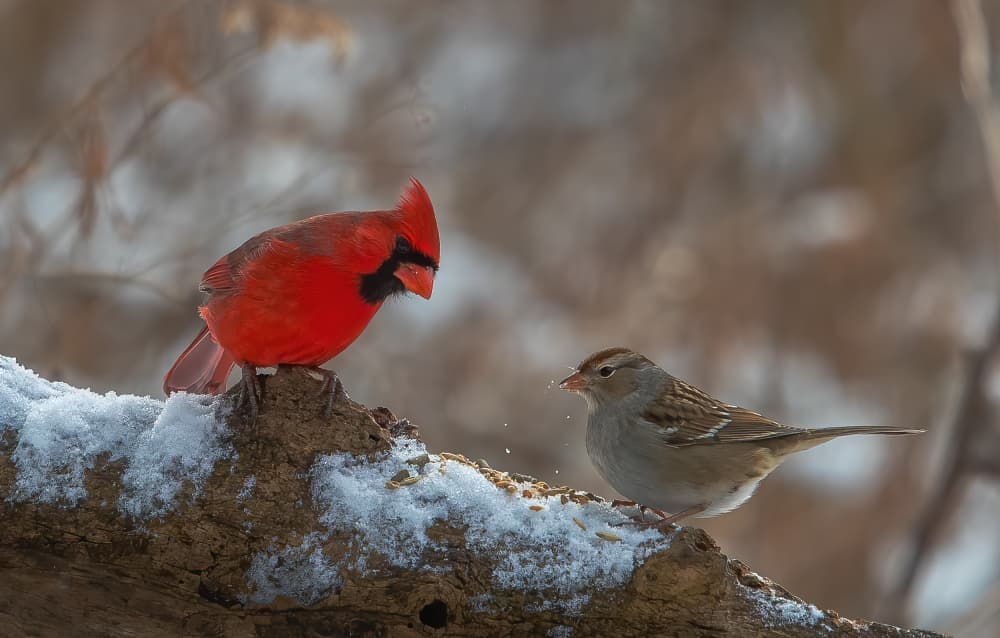 Snowy Cardinal and Sparrow by Johnson Huang — canvas wall art