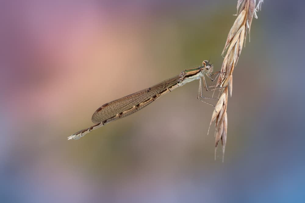 Delicate Damselfly on Grass by Fabrizio Daminelli — canvas wall art