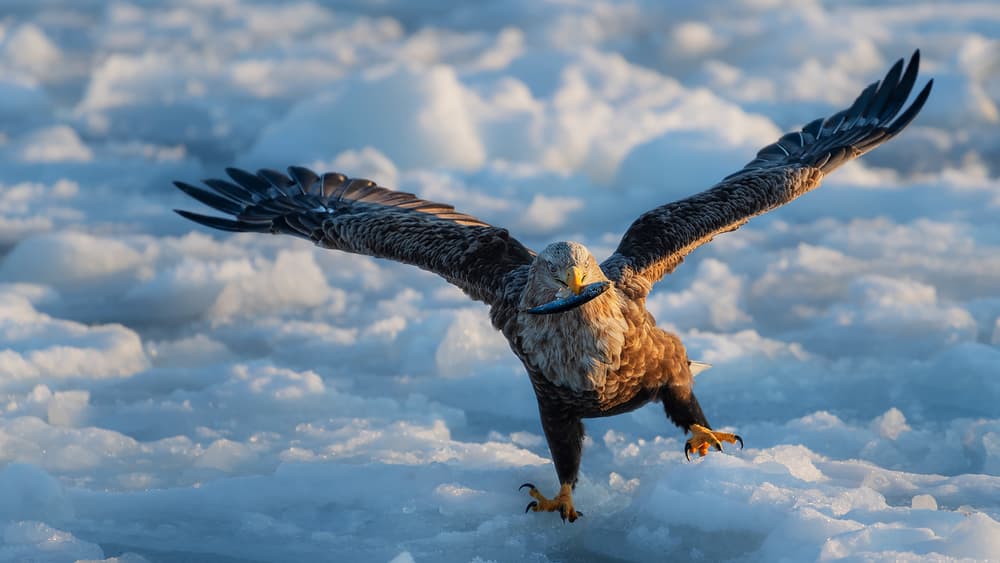 Eagle's Winter Fishing Flight by Jie Fischer — canvas wall art