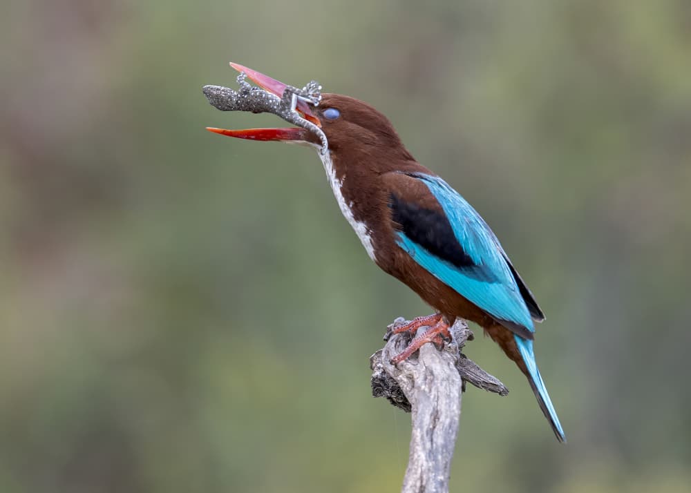 Blue Kingfisher Frog Hunt by Eyal Amer — canvas wall art