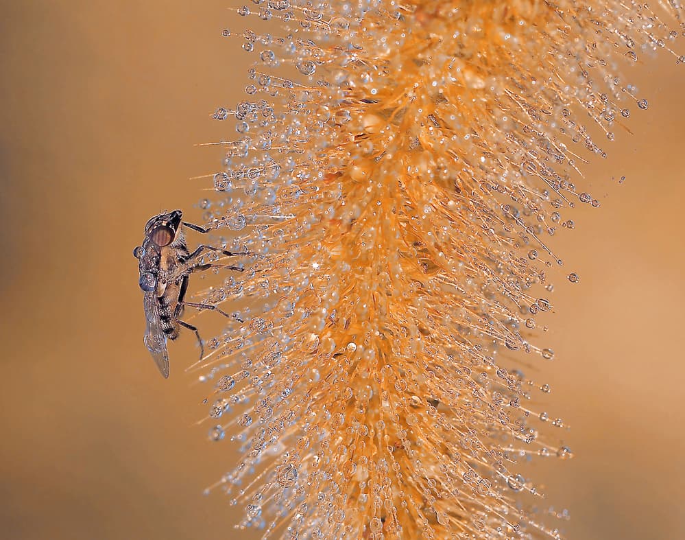 Dewdrop Fly on Grass by Thierry Dufour — canvas wall art