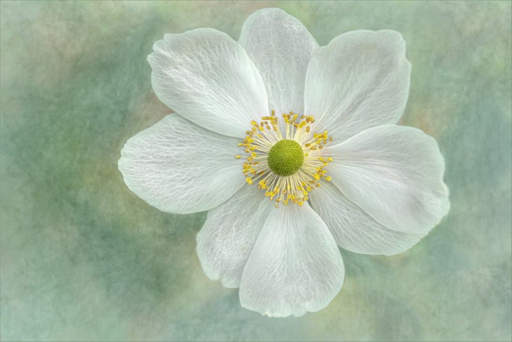 Serene White Flower by Gilbert Claes — canvas wall art
