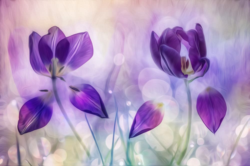 Dreamy Purple Tulips by Hilda van der Lee — canvas wall art