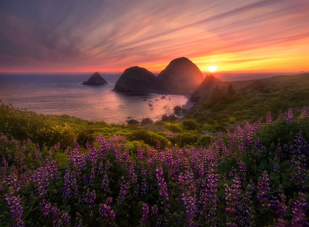 Purple Lupine Coastal Sunset by Ruiqing P. — canvas wall art