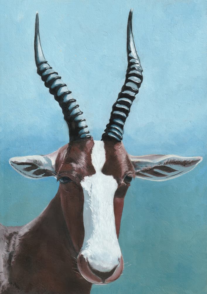 Blesbok Antelope Portrait by Viccy Wanliss — canvas wall art