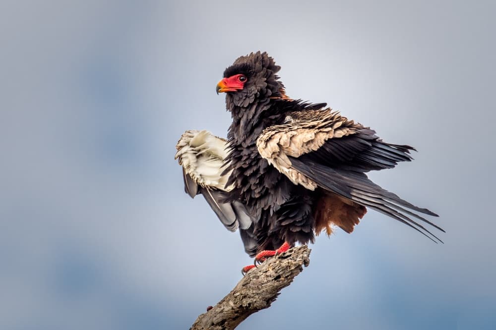 Majestic Bateleur Eagle by Jeffrey C. Sink — canvas wall art