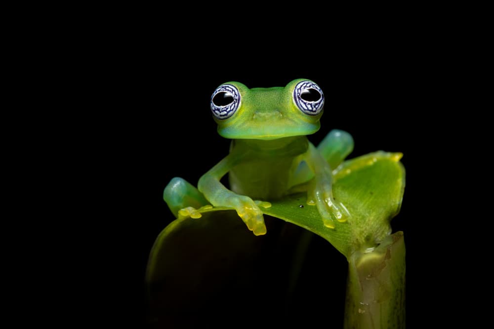 Glass Frog Stare by Milan Zygmunt — canvas wall art