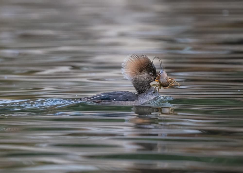 Hooded Merganser Fishing by Li Chen — canvas wall art