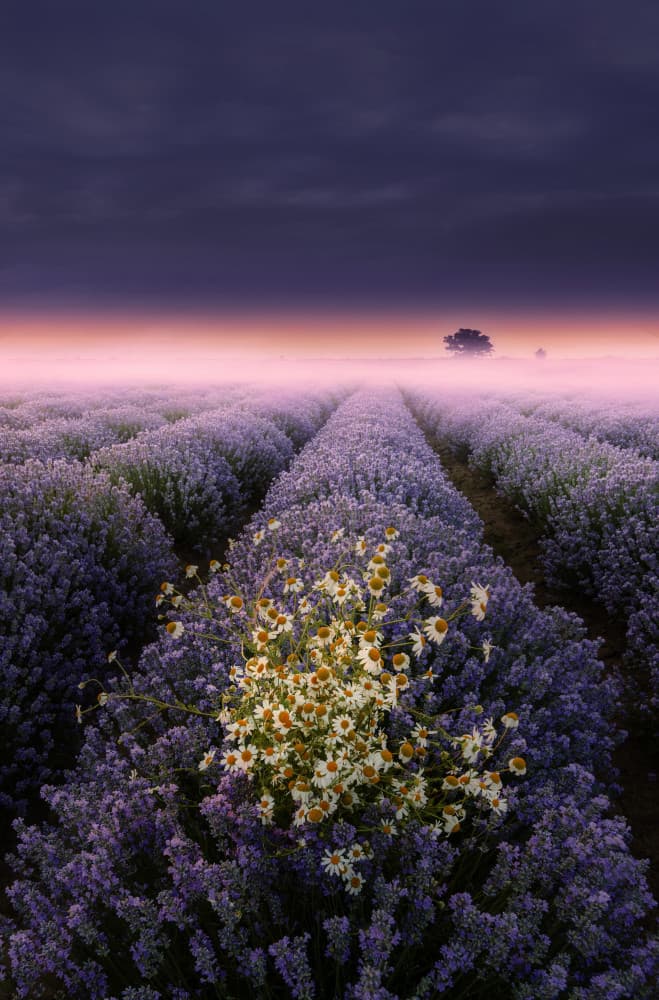 Misty Lavender Daisies by Albena Markova — canvas wall art