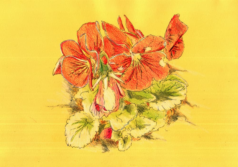Vibrant Orange Pansies by Kulik — canvas wall art