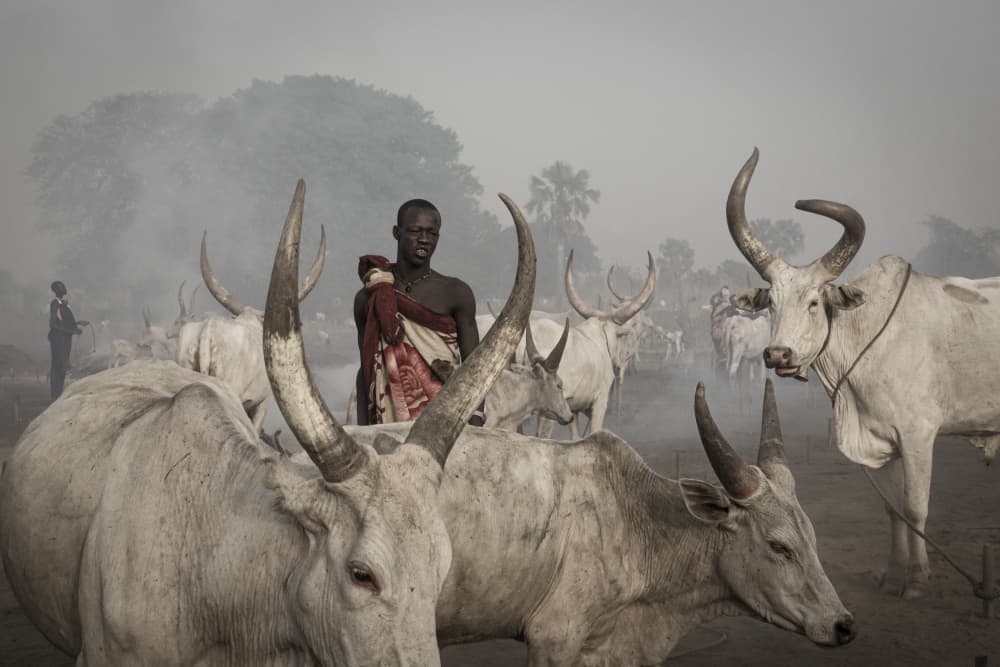 African Herdsman and Cattle by Elena Molina — canvas wall art