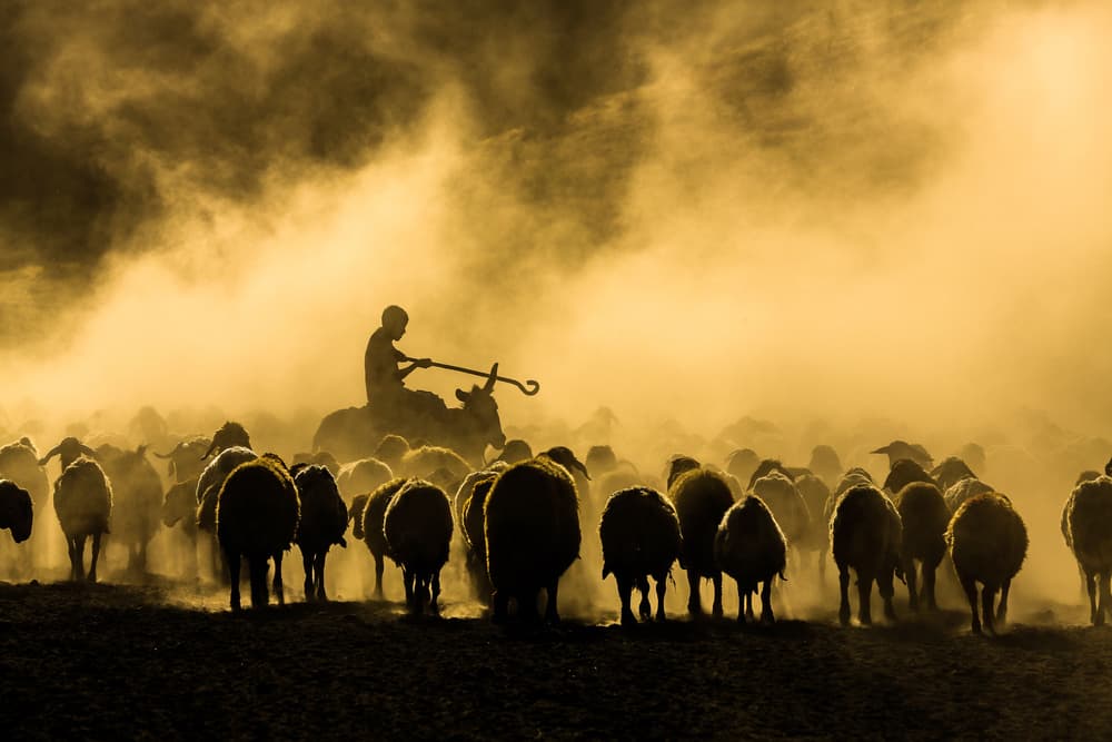 Shepherd's Golden Journey by Ummu Nisan Kandilcioglu — canvas wall art