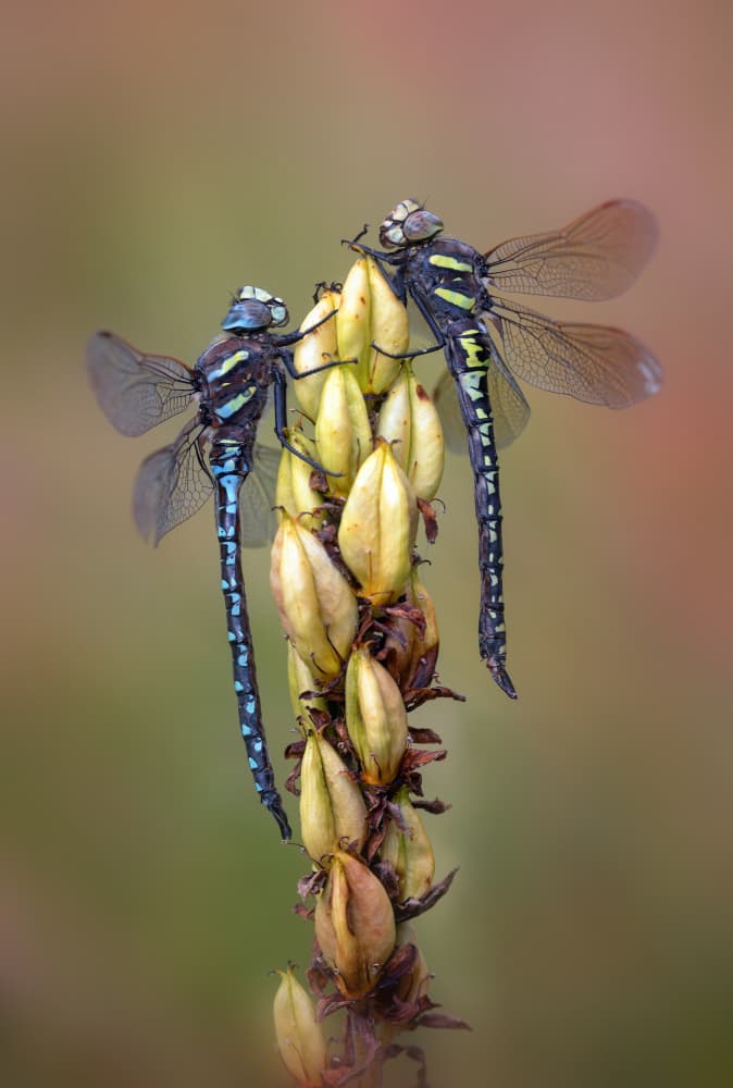 Peaceful Dragonfly Pair by Fabrizio Daminelli — canvas wall art