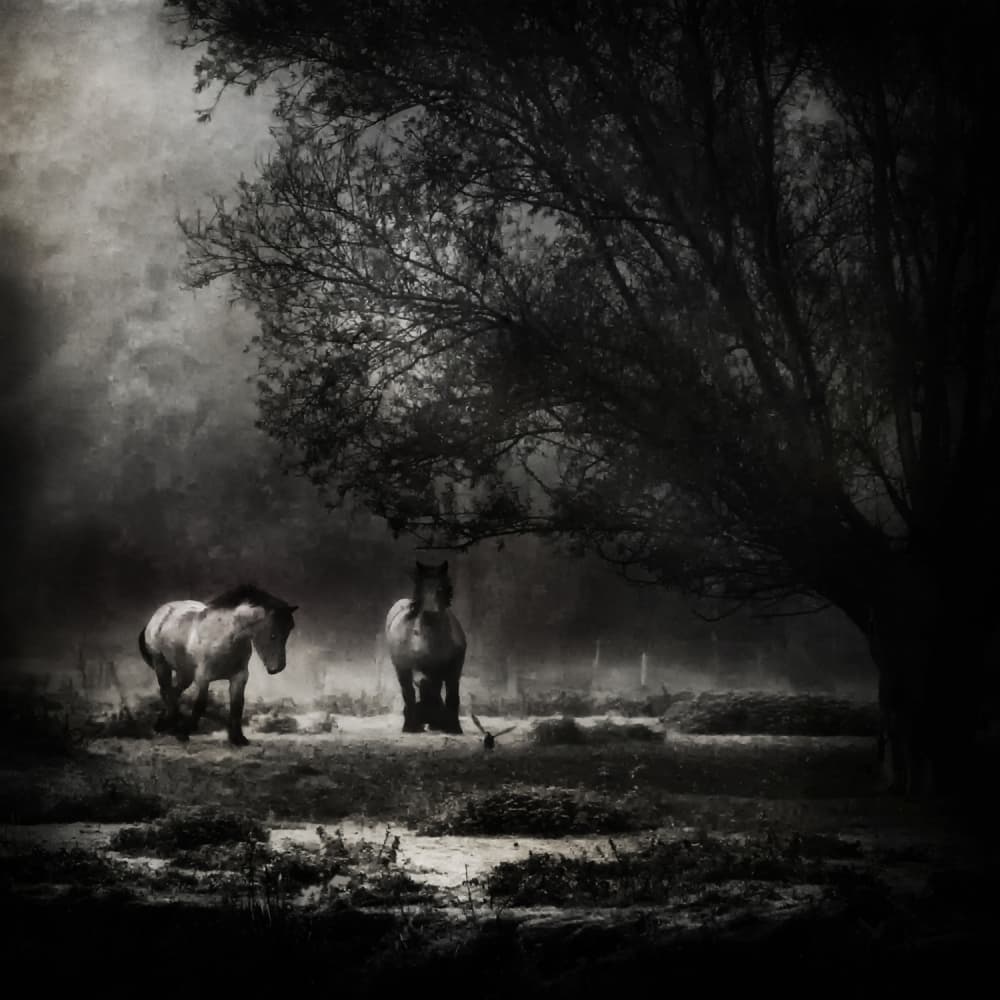 Misty Forest Horses by Piet Flour — canvas wall art