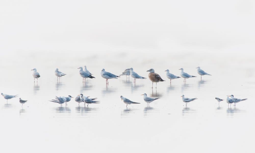 Serene Beach Gulls by swapnil deshpande — canvas wall art