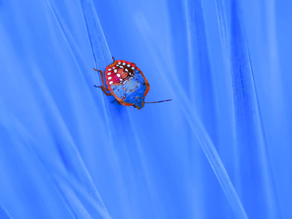 Vibrant Blue Bug by Thierry Dufour — canvas wall art