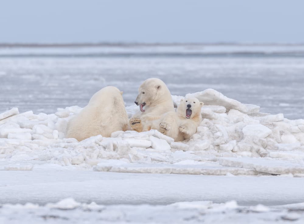 Our ice bed by Eiji Itoyama — canvas wall art
