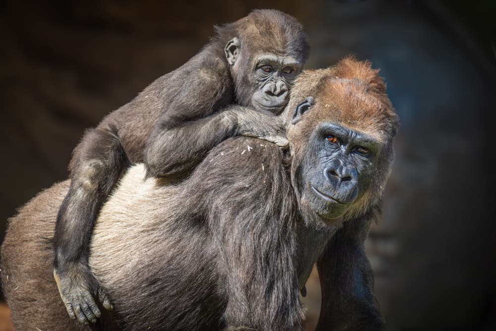 Gorilla Mother And Baby by Jeffrey C. Sink — canvas wall art
