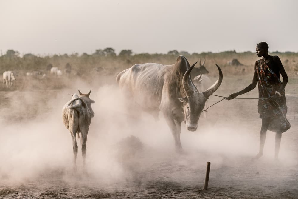 Man Leading Horned Bull by Trevor Cole — canvas wall art