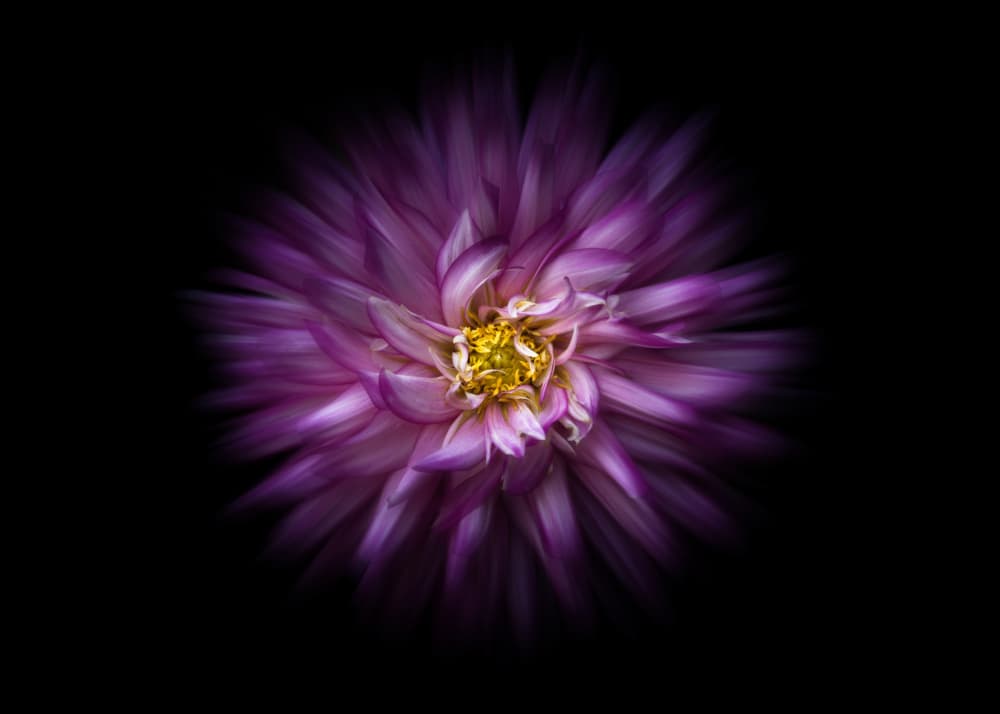 Vibrant Purple Dahlia by The Learning Curve Photography — canvas wall art