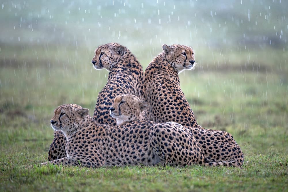 Cheetahs In The Rain by Xavier Ortega — canvas wall art
