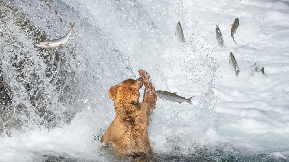 Bear Catches Salmon by Richard Liu — canvas wall art