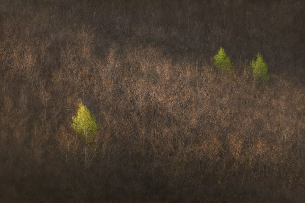 Spring Forest Greens by Peter Svoboda MQEP — canvas wall art