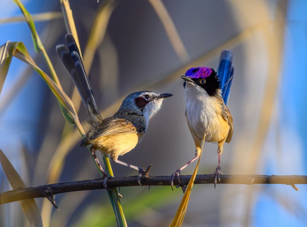 Purple-crowned Wrens by James Zhen Yu — canvas wall art