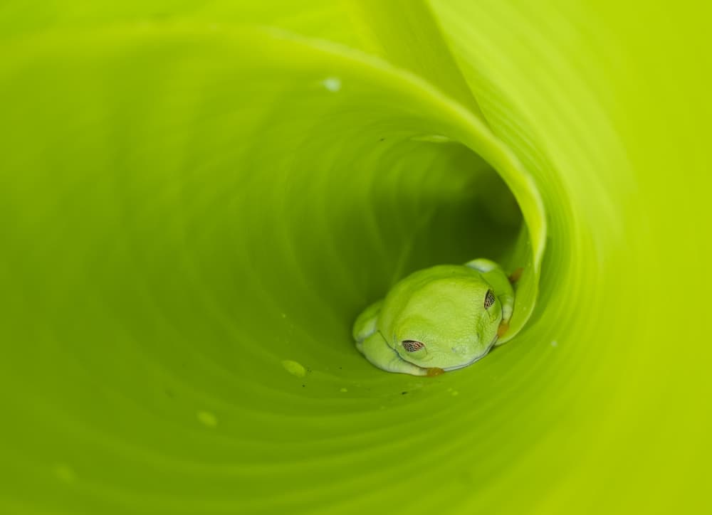 Green Frog in Leaf by Rawisyah Aditya — canvas wall art