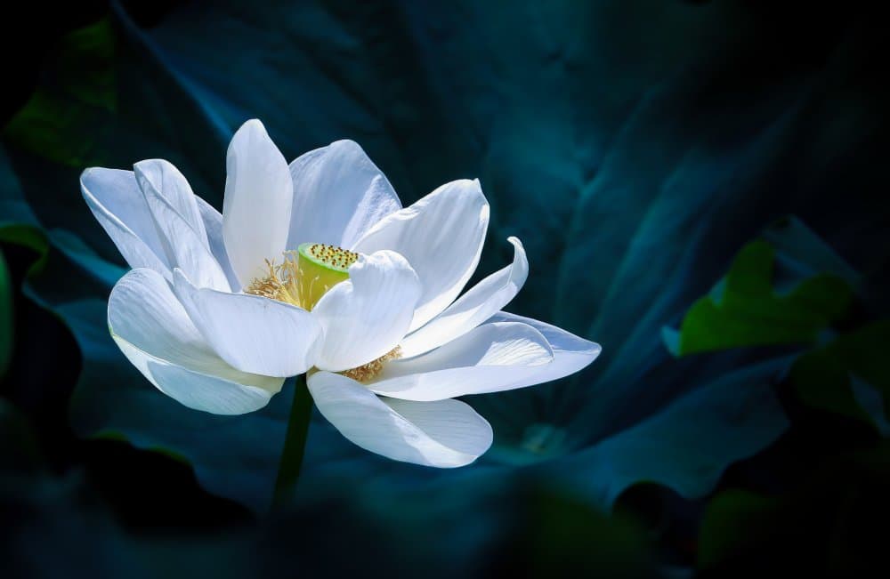 Serene White Lotus Bloom by Kenneth-Wei Zeng — canvas wall art