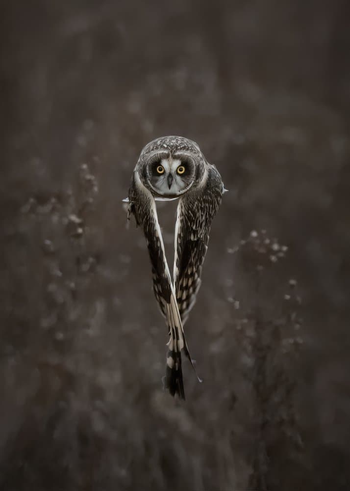 Intense Owl Flight by Tony Xu — canvas wall art