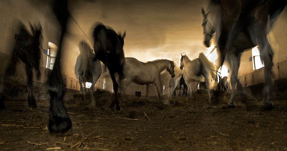 Dreamy Barn Horses by Milan Malovrh — canvas wall art