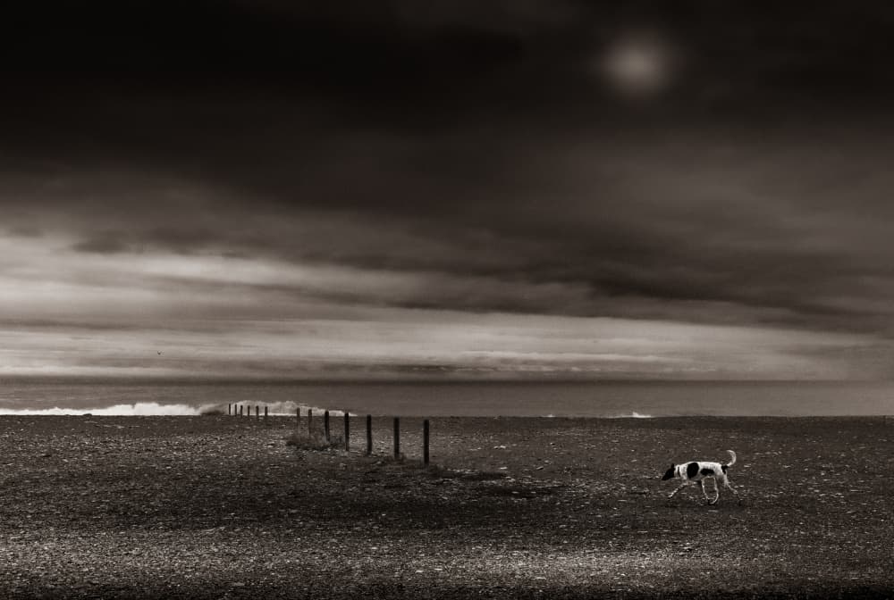 Moody Ocean Dog by Angelika Vogel — canvas wall art