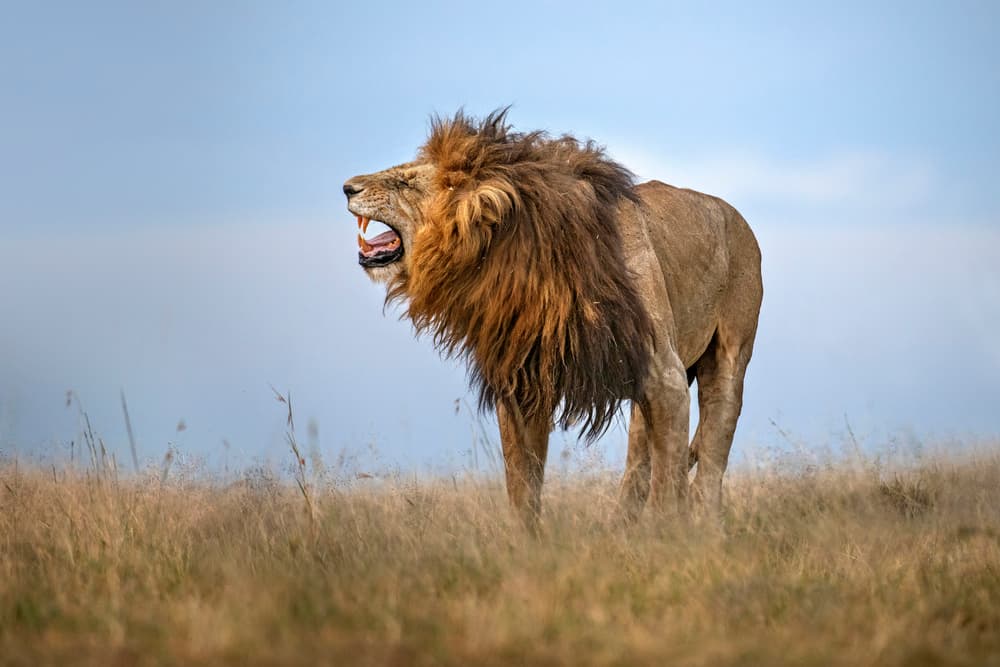 Majestic Lion Roar by Xavier Ortega — canvas wall art