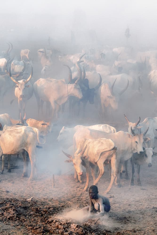 Child and Cattle Haze by Trevor Cole — canvas wall art