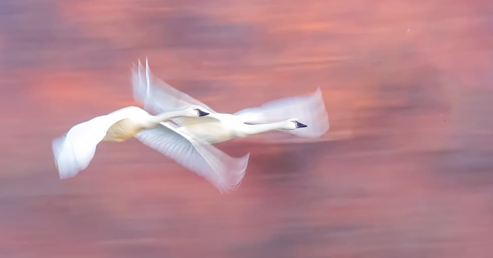 Dreamy Swans Flying by James Bian — canvas wall art