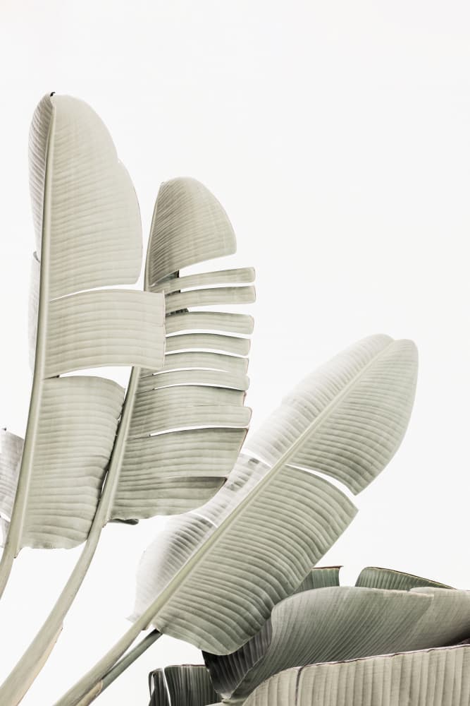Banana leaf 2 by Kathrin Pienaar — canvas wall art