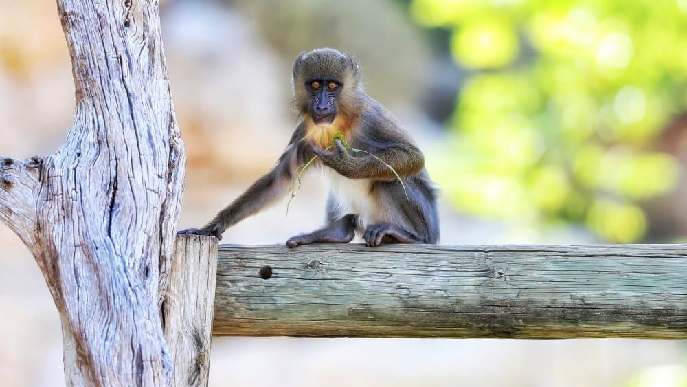 Young Monkey Eating Greens by David Manusevich — canvas wall art