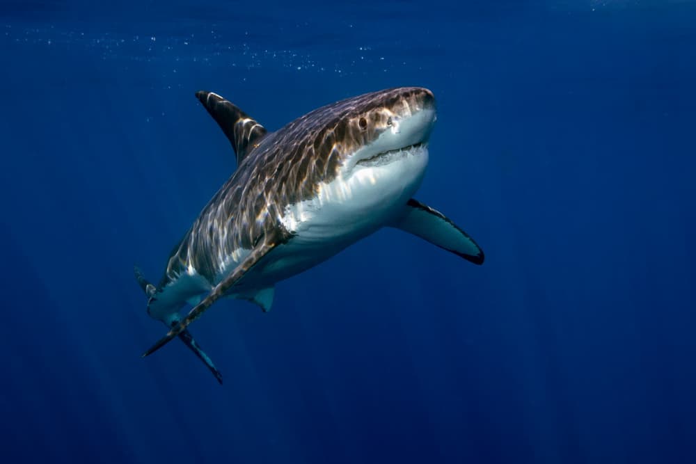 Majestic Great White Shark by Andrea Izzotti — canvas wall art