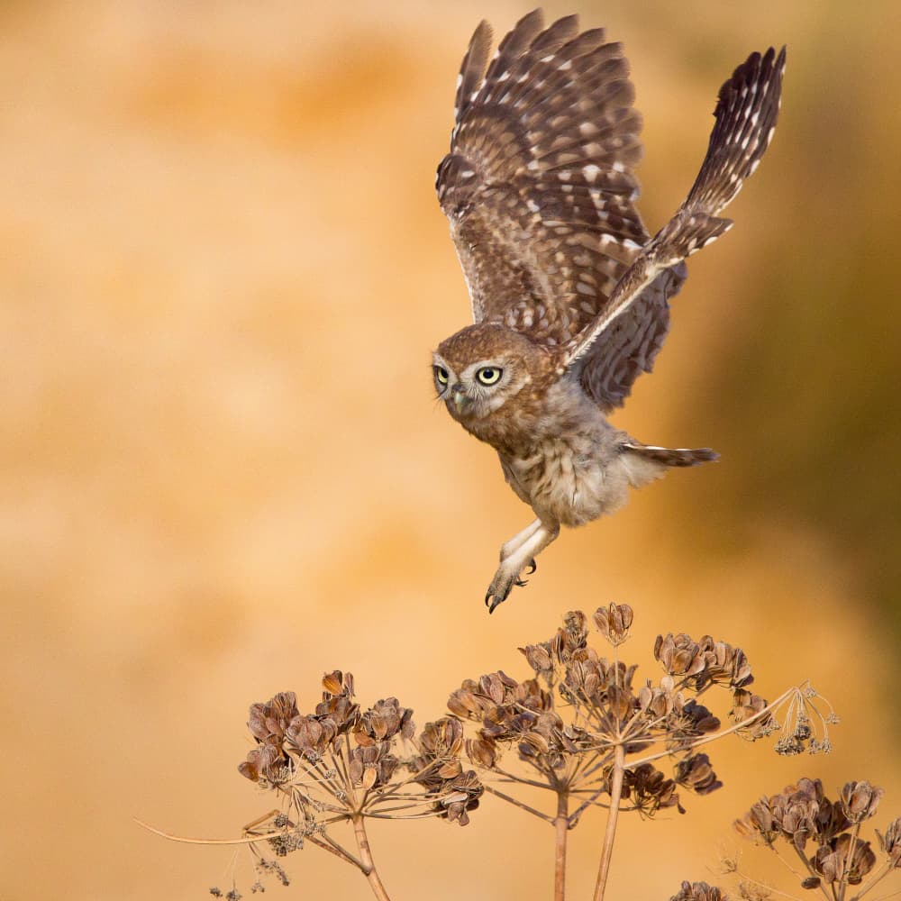 Little Owl Golden Flight by David Manusevich — canvas wall art