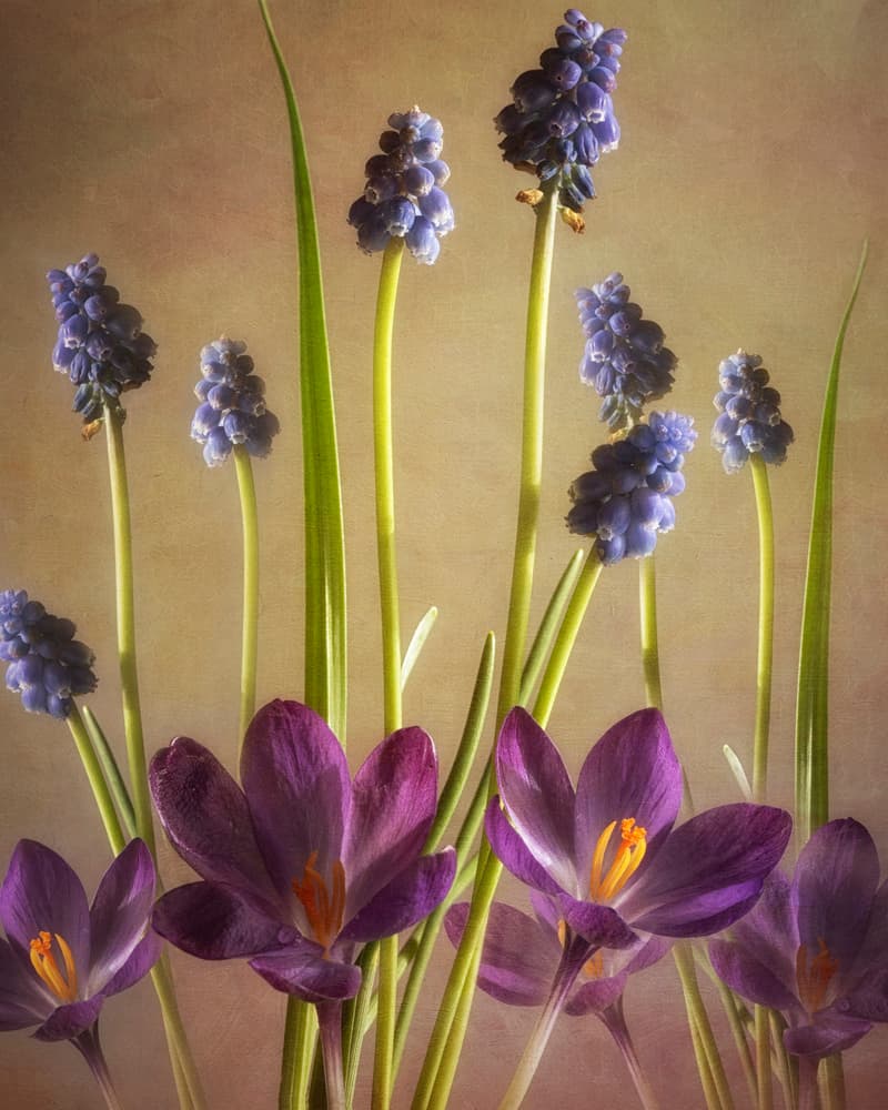 Spring Dance by Sharon Williams — canvas wall art